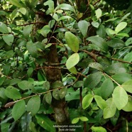 Memecylon confusum.bois de balai.melastomataceae.endémique Réunion..jpeg